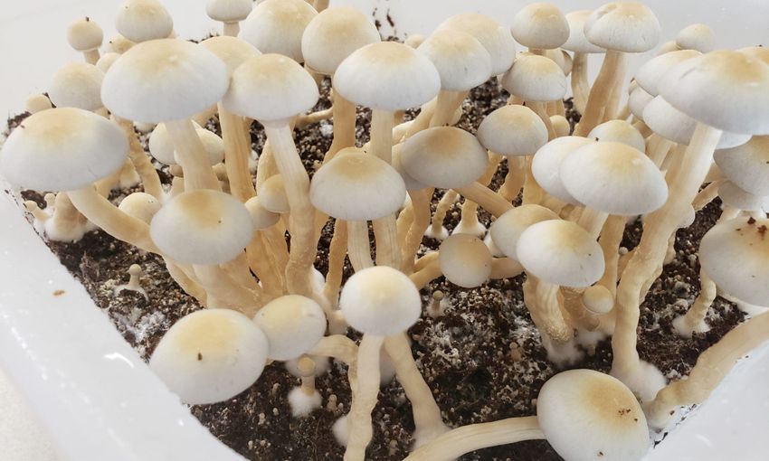  DEA Advances Psilocybin Rescheduling Petition To Federal Health Officials Following Years-Long Legal Challenge – Marijuana Moment