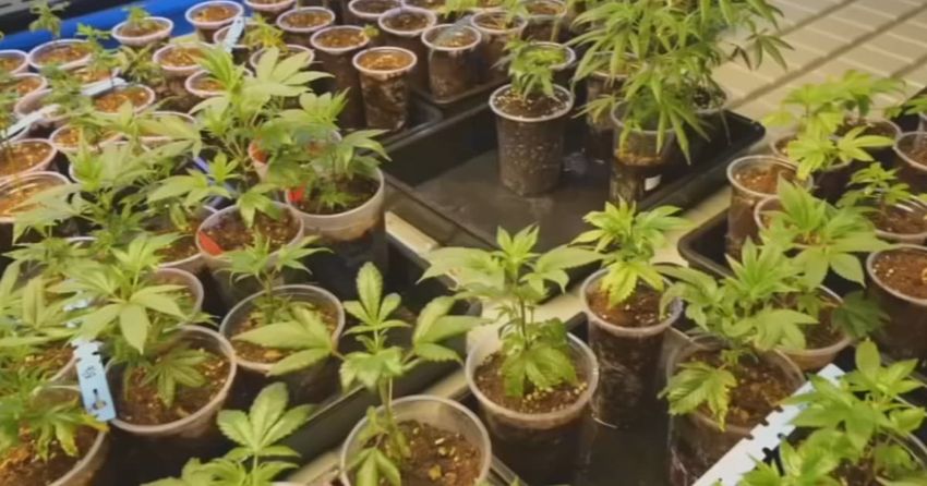 Florida regulators aim to keep children away from hemp products