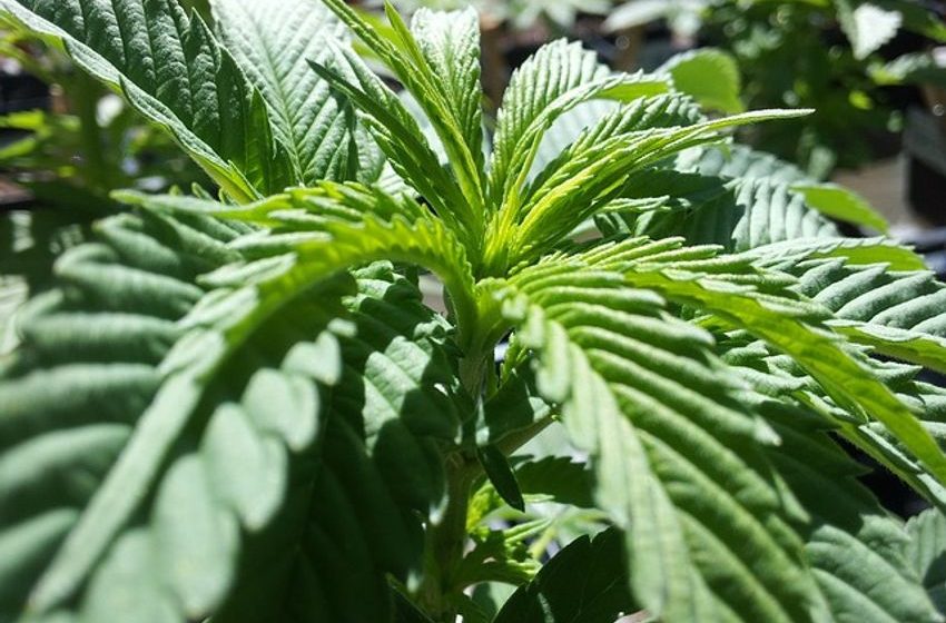  Cronos Group (CRON) Posts Double-Digit Cannabis Growth and Expands International Footprint