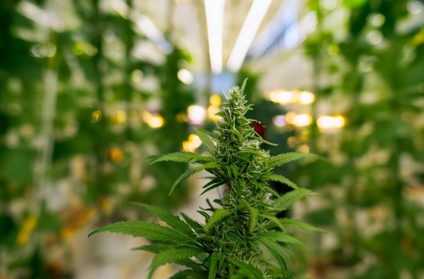 How cannabis legalization is freeing thousands from prison