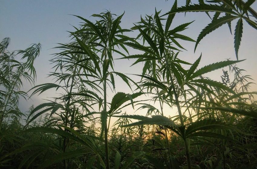  Gandaki Province moves to legalize industrial cannabis and home-made alcohol