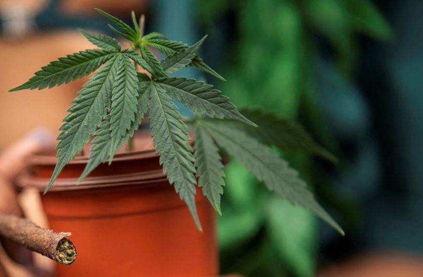 Will Trump change federal marijuana policy? Here’s what to know