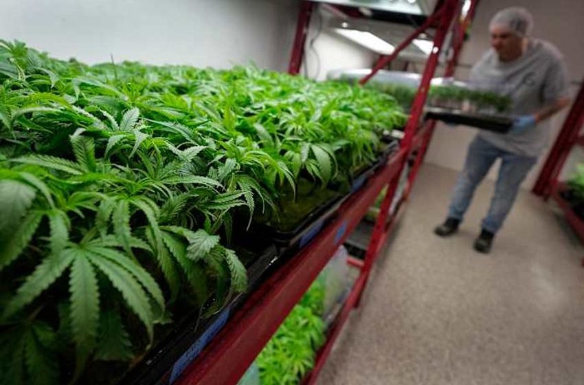  What to know about Trump’s potential change in federal marijuana policy
