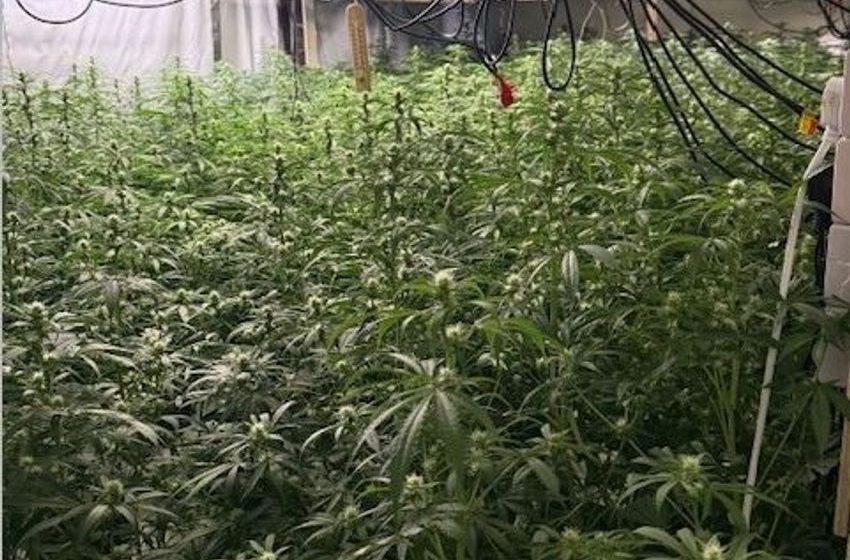  Two men arrested over €750,000 worth of cannabis seized in large-scale cultivation factory