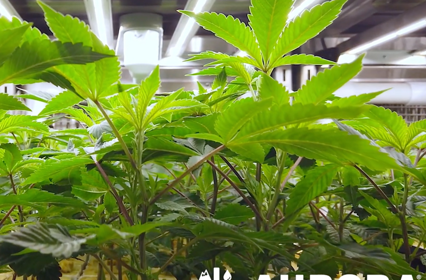  It’s 420 Somewhere: Aurora Cannabis Sparks Up the Top Line – Downloadable Quarterly Report
