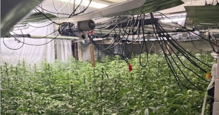  Two men arrested after €750k worth of cannabis plants seized in Drogheda search