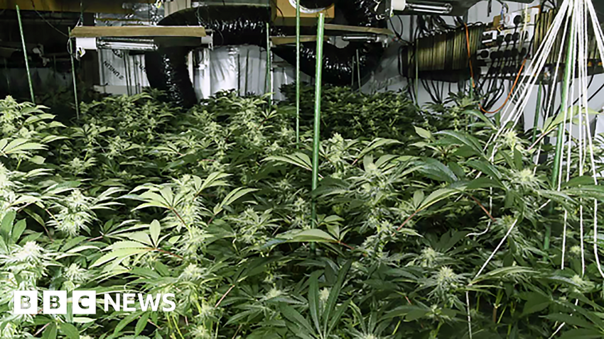Three jailed for running cannabis factory in old shopping centre