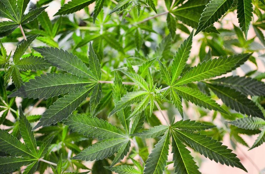 Hawaii Health Officials Push For Federal Marijuana Rescheduling As Trump Weighs Reform – Marijuana Moment