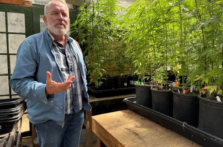 Cannabis Curious? Anderson Valley Cannabis Weekends Are A New Way To Experience Mendocino