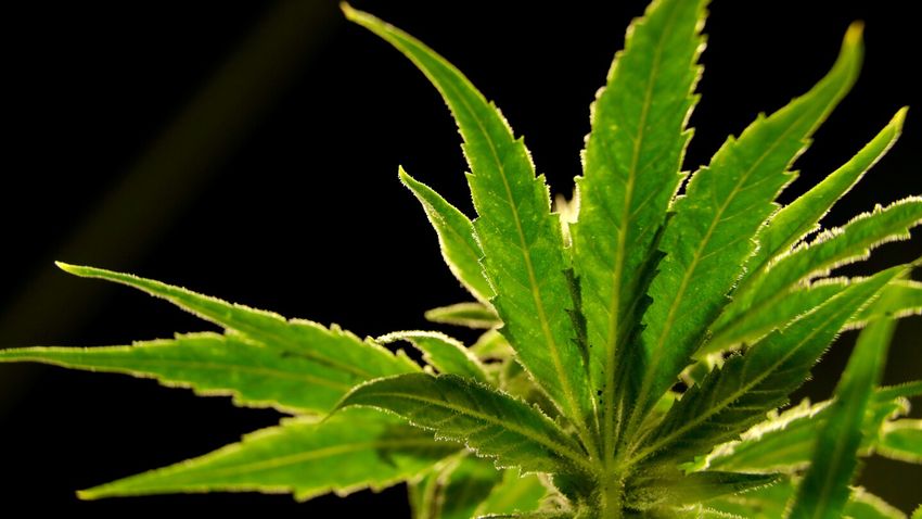  Vertanical’s drug made from marijuana reduced back pain, study finds