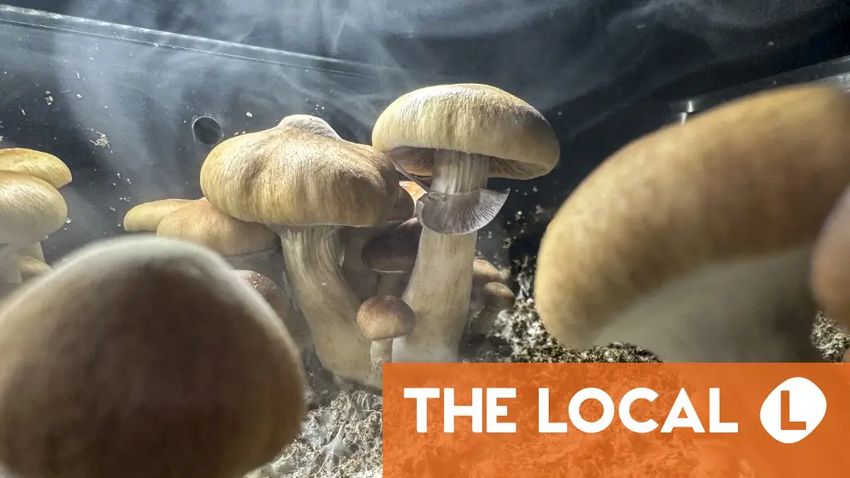 What’s the law on magic mushrooms in Germany?