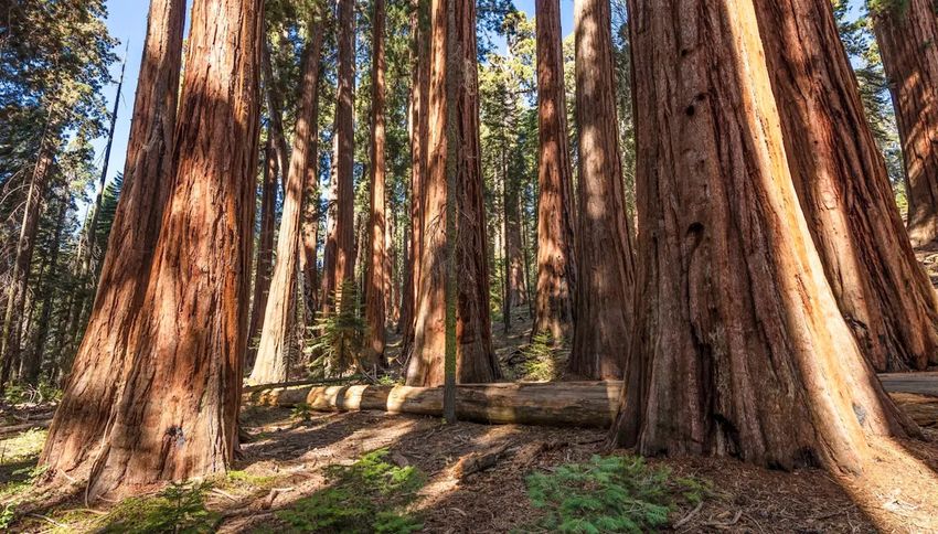 Authorities uncover massive illegal operation deep in US national park — here’s what they found