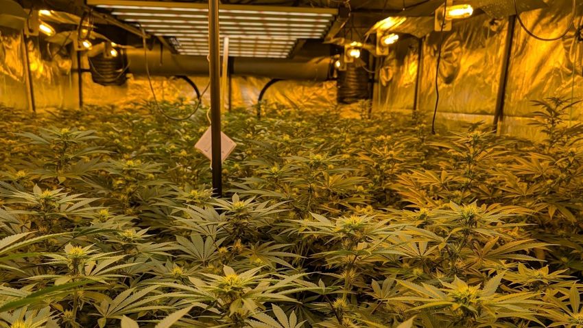 Cannabis worth over €1m seized in Co Antrim