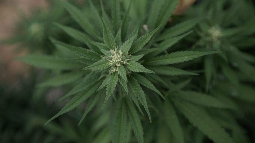  Federal Transportation Department To Update Marijuana Terminology Around THC To ‘Harmonize’ With Health Agency – Marijuana Moment