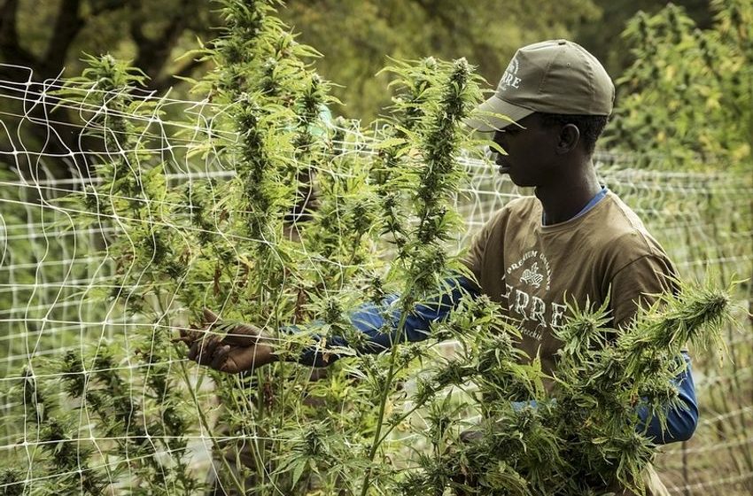  SA emerging as a leader in the global hemp and cannabis industry