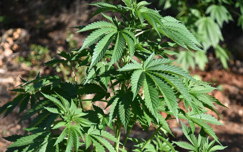 Messolonghi: Cannabis plantation with 850 plants discovered – Three arrested