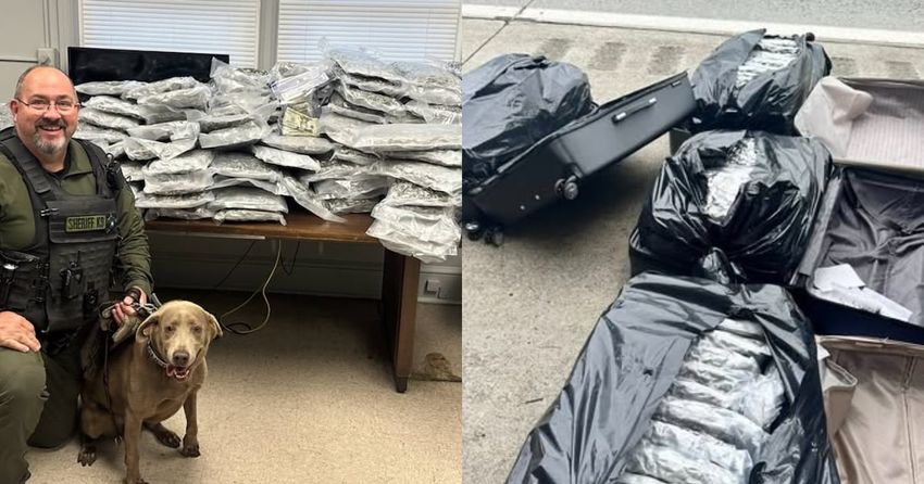 Rowan County K-9 discovers suitcases filled with marijuana