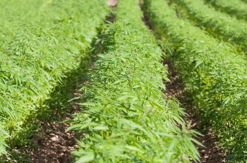  Texas Regulators Set 21+ Age Limit On Intoxicating Hemp THC Products