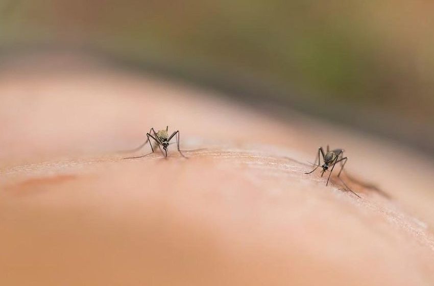  Some habits could make people more attractive to mosquitoes