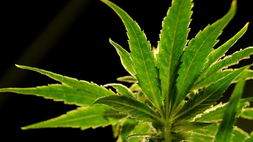  A drug made from marijuana reduced back pain in a large study