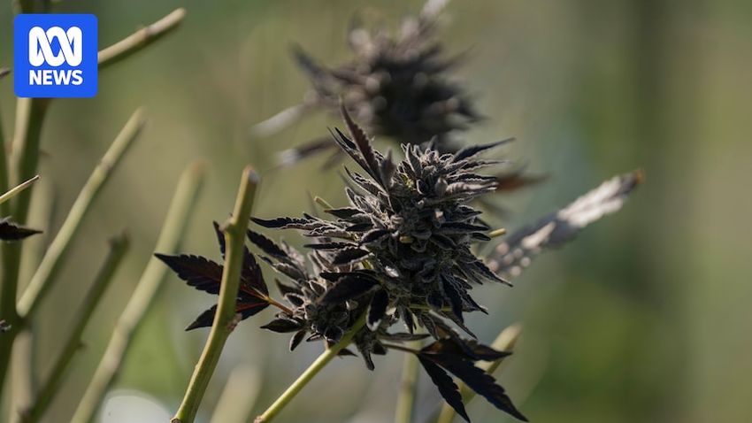 TGA yet to investigate the safety of most medicinal cannabis products