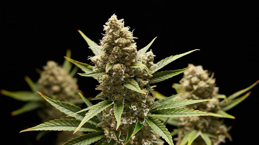 Does cannabis affect your fertility?