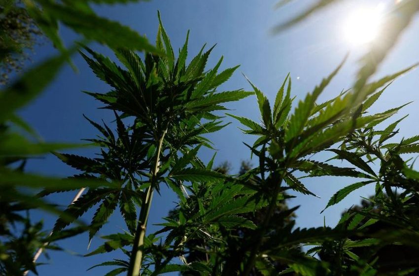 Giving Big Weed a business boost will bring more deranged violence — like in Minnesota
