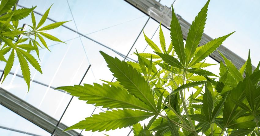  Clarity in New York’s Cannabis Rules Will Spark a Leasing Boom
