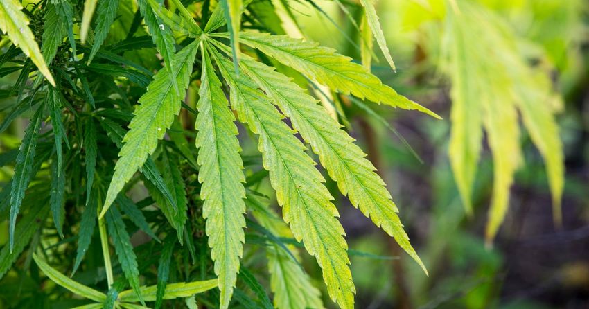 Maryland cannabis sales generate more than $18 million in tax revenue