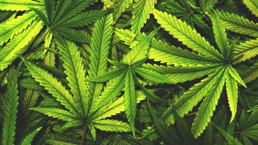  Don’t toss cannabis leaves. Scientists just found rare compounds inside