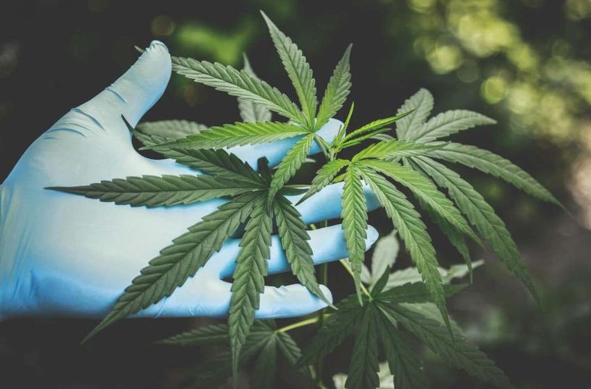  CDT Weed: Cannabis-Derived Terpenes for Cannabis Products