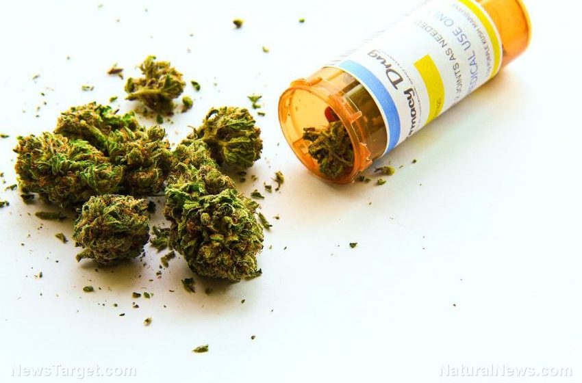 New research sounds alarm on marijuanaâs threat to female fertility and embryo health