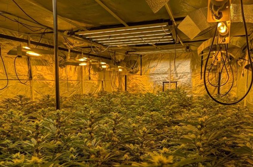 Cannabis with estimated street value of over €1million seized in Co Antrim