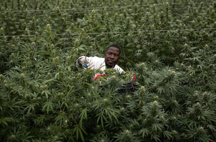 Ghana Leaders Warn Public About Fake Cannabis Licensing Schemes