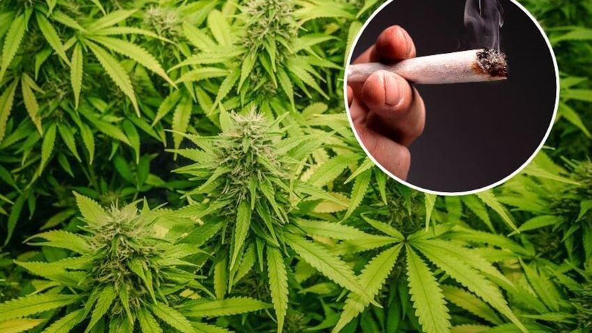 Ōpōtiki police operation finds children ‘implicated’ in dealing cannabis
