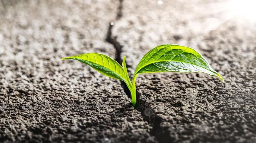  America’s Cannabis Market Is Breaking Down. A Select Few Are Breaking Out