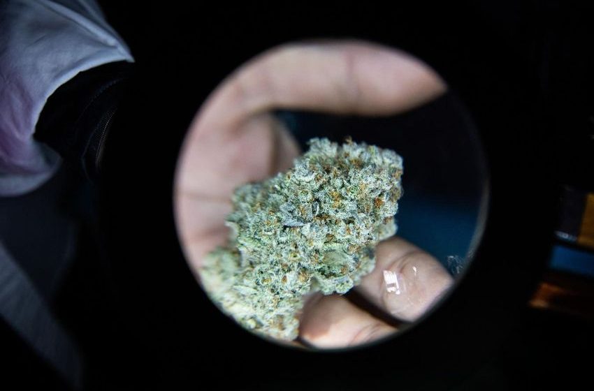 New Technique Accurately Predicts THC Content Weeks Early, Study Shows