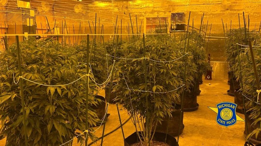  Michigan police seize hundreds of marijuana plants from black market grow operations
