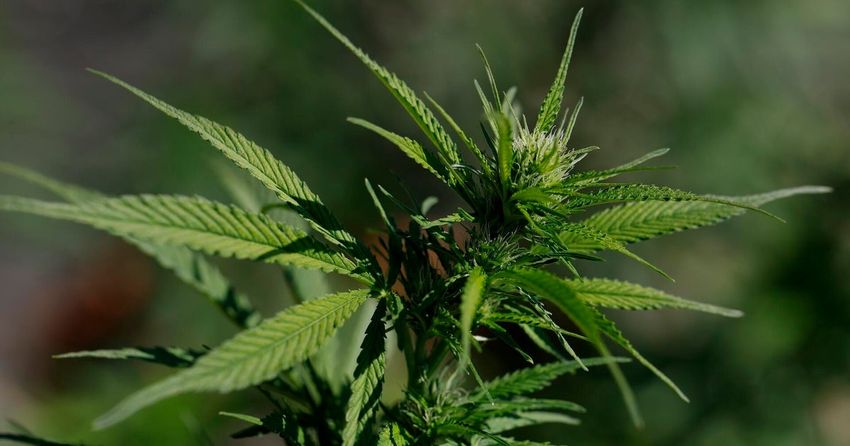 Regular cannabis users can develop severe symptoms like vomiting, cramps