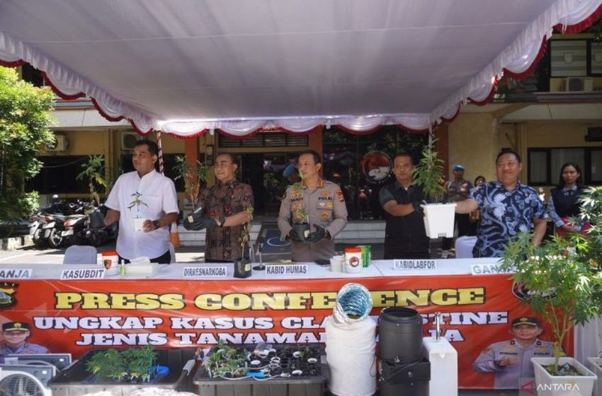  Bali Police bust foreign couple’s hydroponic marijuana farm