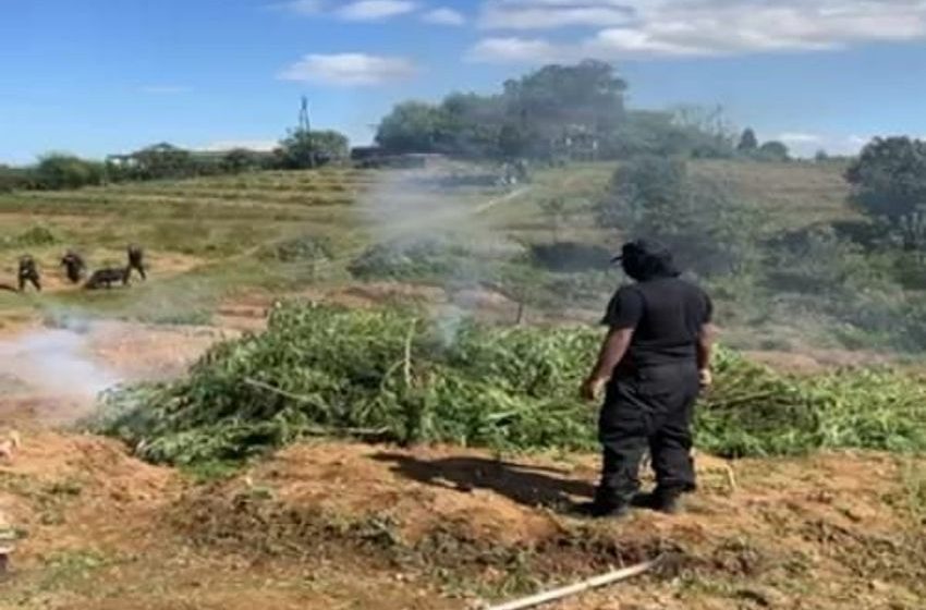 Meghalaya’s War on Drugs: 10 Tonnes of Cannabis Incinerated