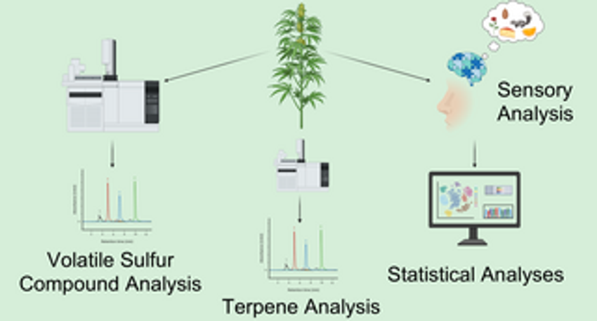 Beyond potency: A proposed lexicon for sensory differentiation of Cannabis sativa L. aroma
