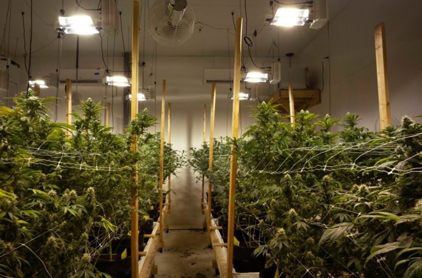 Maine cannabis sales lag as recreational market turns 5