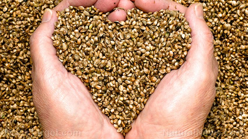  Discover the nutritional power of Hemp Seeds