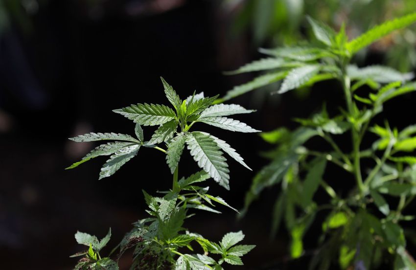WSJ Editorial: Marijuana Is a Failed Experiment