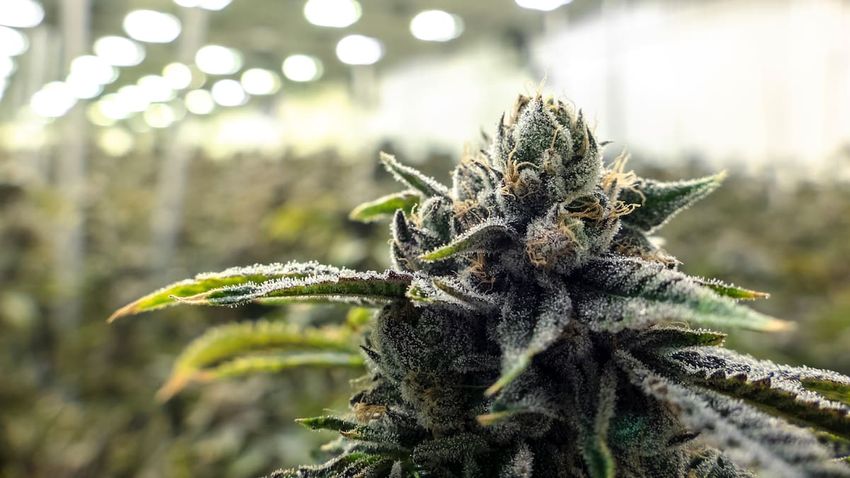 Australian doctors warn of ‘excessive’ medical weed prescriptions
