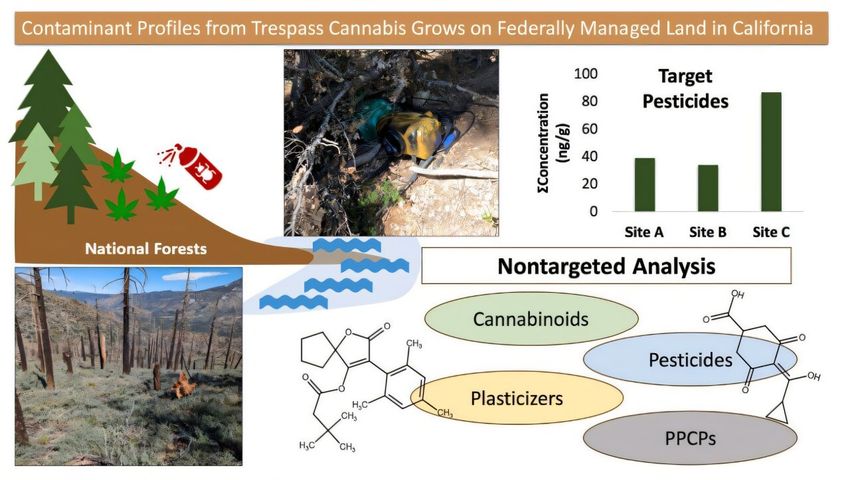 Illegal cannabis cultivation leaves lasting chemical footprint on California’s public lands