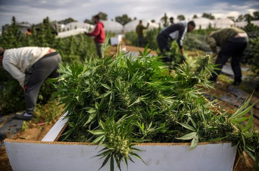 CROPTOBER: The Fall Harvest That Shapes The Global Cannabis Industry