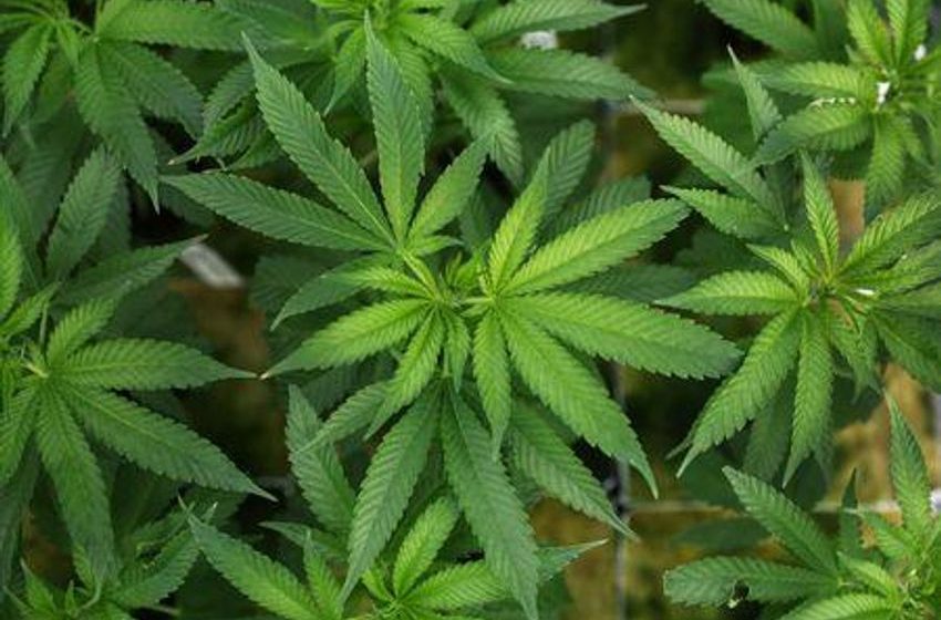  Health Rounds: Cannabis drug superior to opioids for lower back pain – NewsBreak