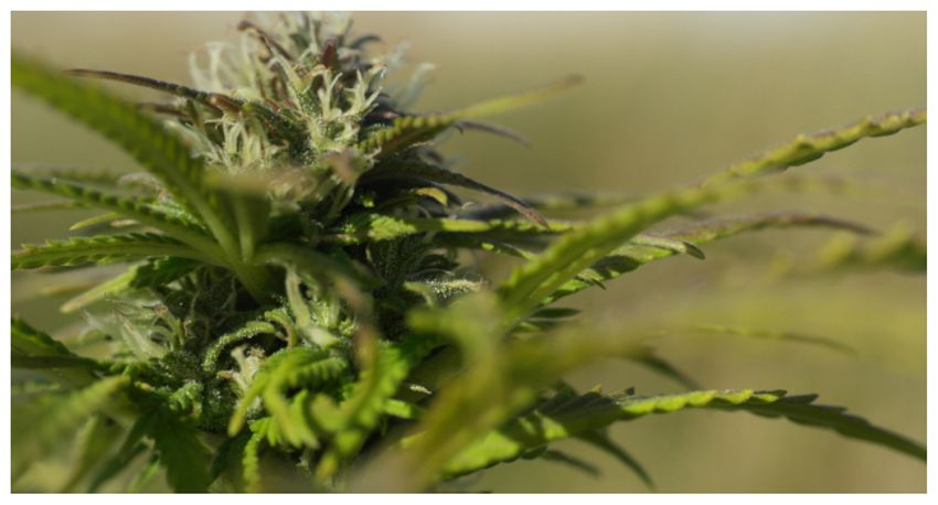  Cannabis Extract Relieves Chronic Back Pain -Trial